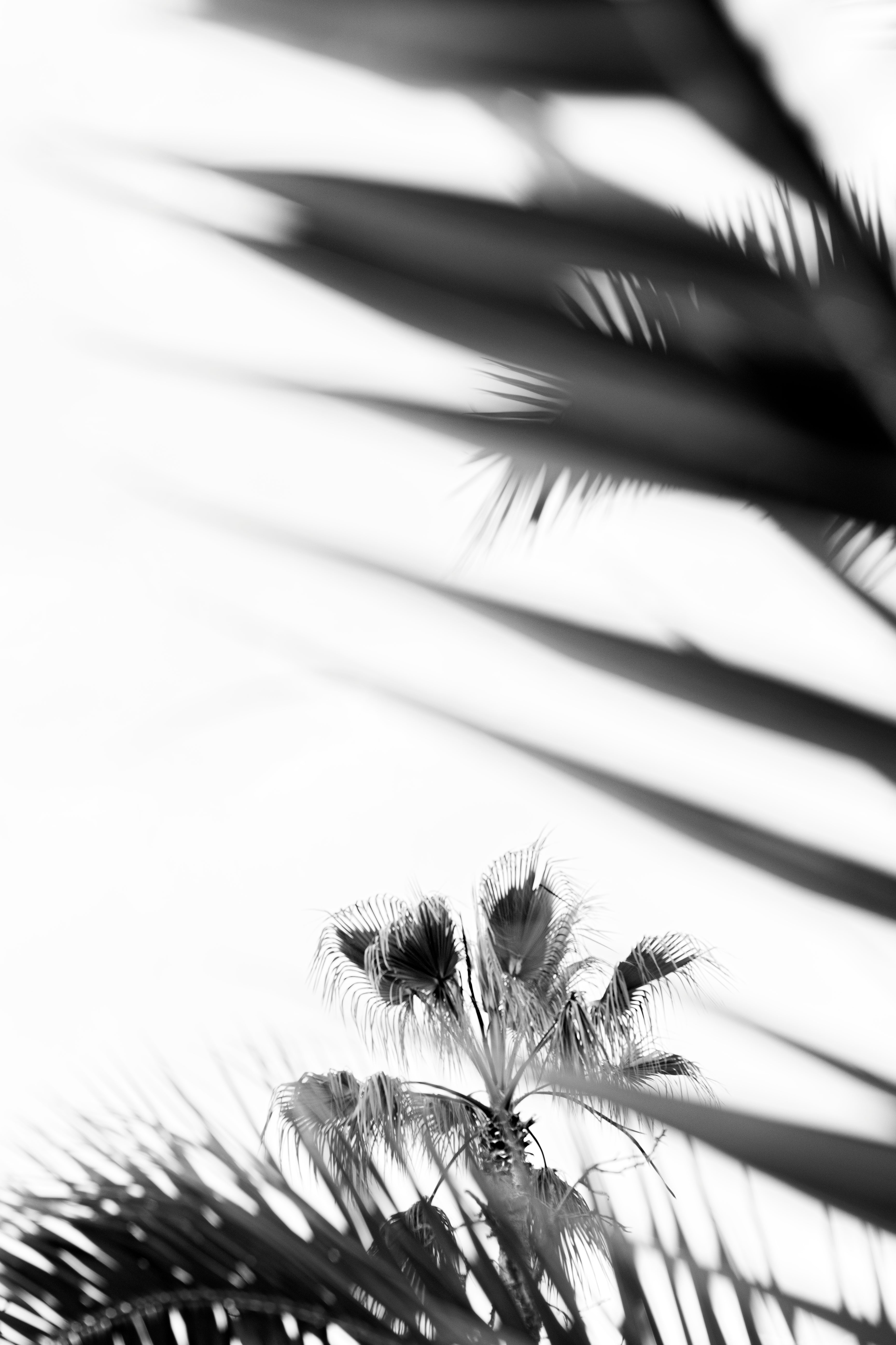 Main image palms, balearic islands