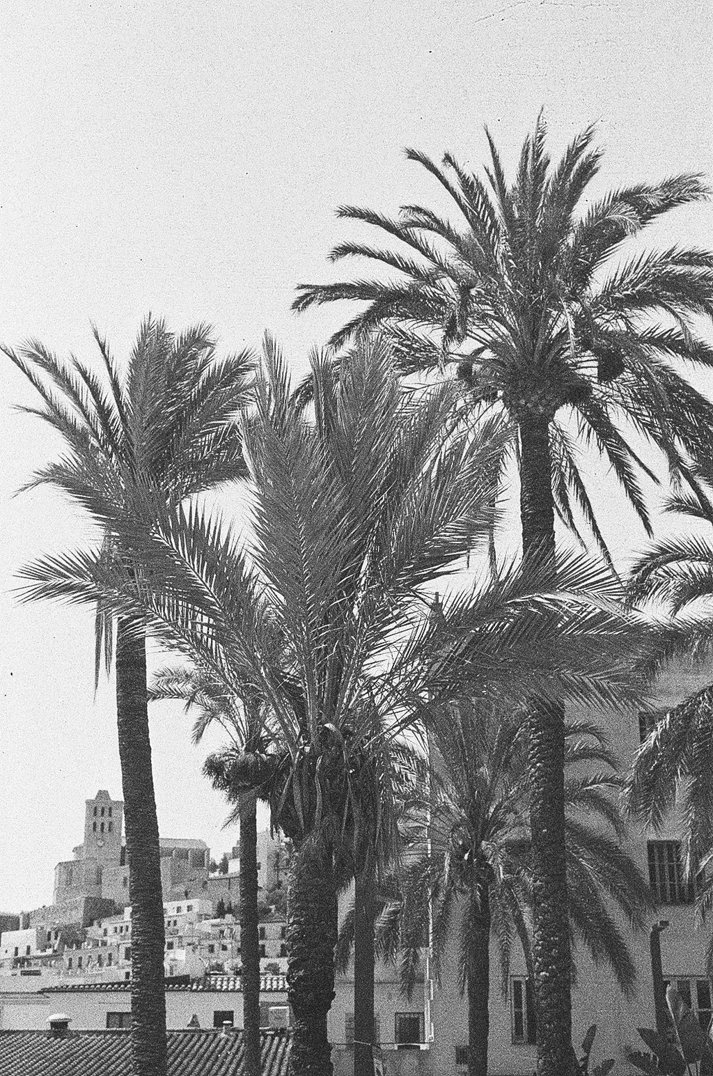ibiza palms on old film