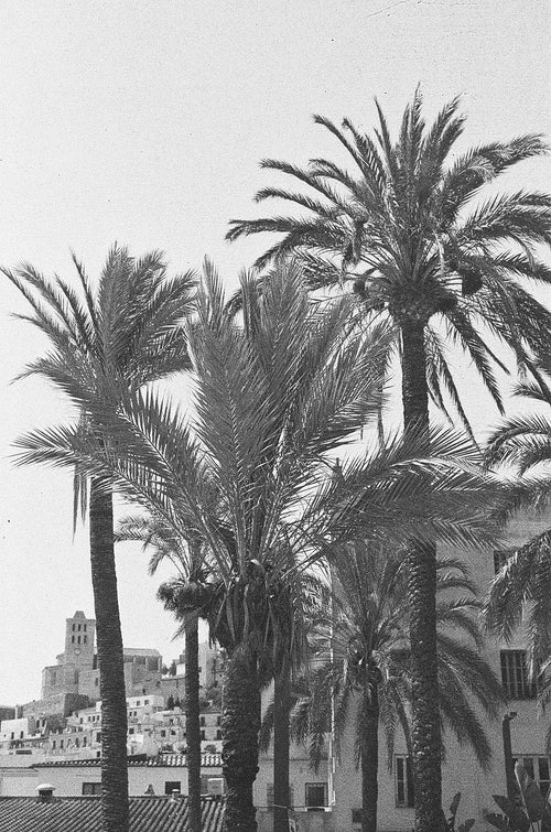 ibiza palms on old film