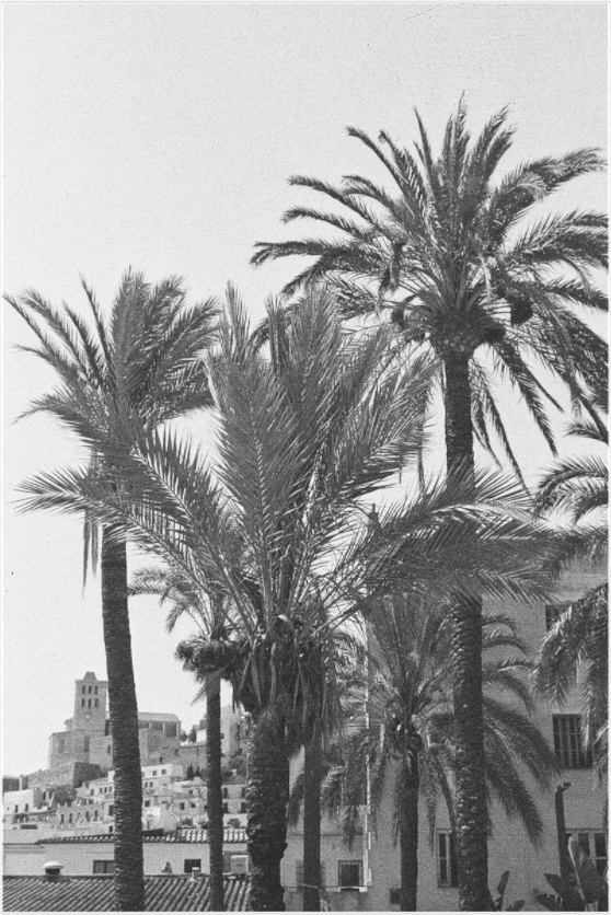 ibiza palms on old film