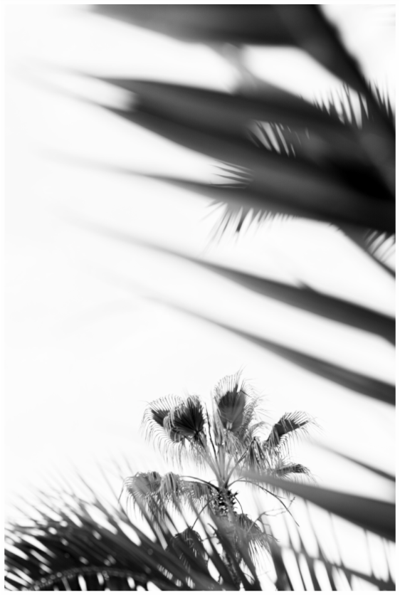 palms, balearic islands